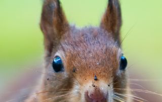 focus photo of squirrel bating a brown walnut